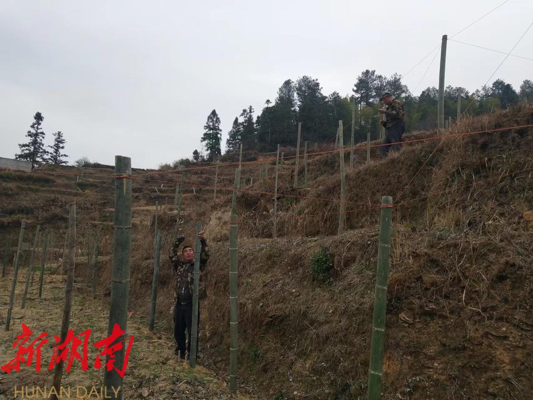 城步移民中心:罗汉果项目激发乡村振兴新动能_邵阳头条网